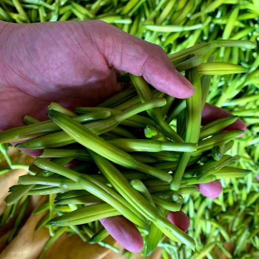 聊城小黄花菜  黄花菜