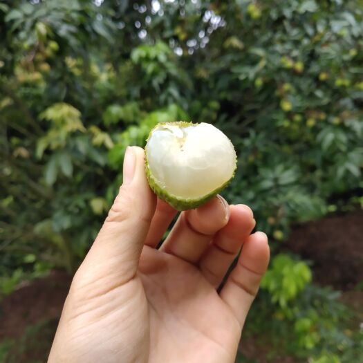 灵山县桂味荔枝 皮薄肉厚，口感不错，果肉饱满，味道纯正。