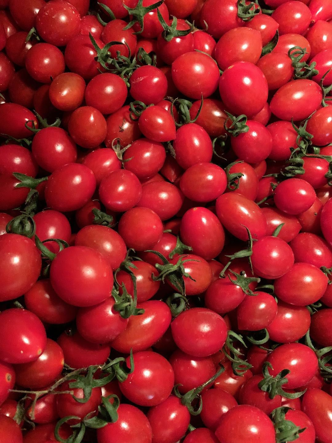 [小番茄批发] 釜山88圣女果,有机肥种植,口感好,糖度高,品质优.