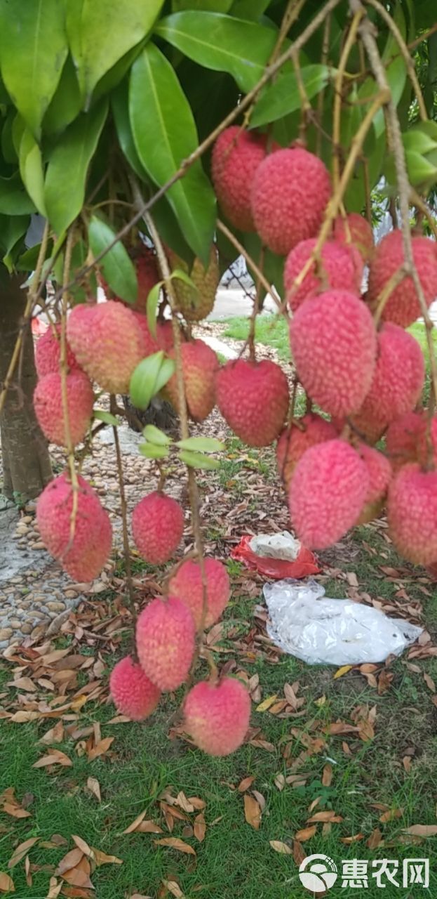 黑叶荔枝 漳州乌石黑叶荔清甜，肉感好，泡酒对产妇有去风和大补作用