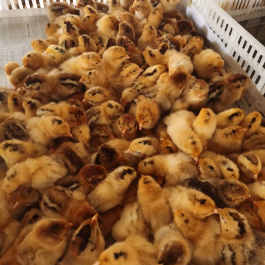 淮南淮南王土鸡苗 原产地生产，品质有保证，价格更实惠
