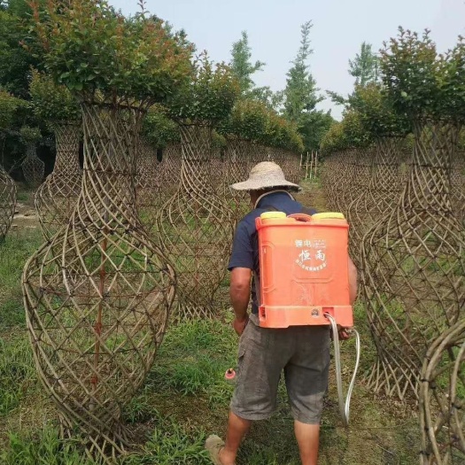 紫薇花瓶批发基地，红花紫薇花瓶造型，紫薇花瓶工程苗