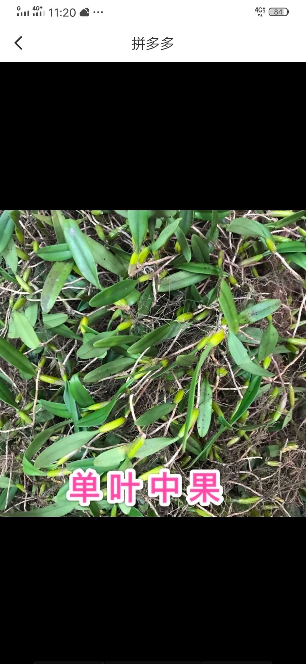 山姜 新鮮崖姜骨碎補毛薑猴姜爬巖姜巴巖姜石巖姜申姜骨碎樸