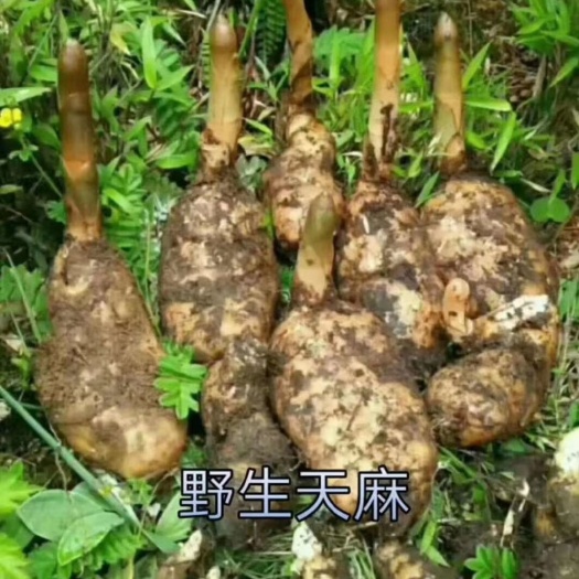 雷波县天麻 100一斤