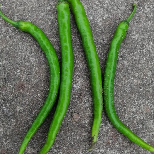 益阳菜椒 中辣