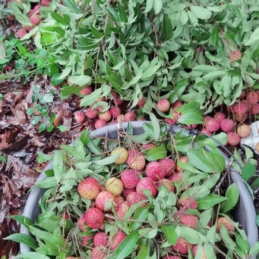 深圳糯米糍荔枝 深圳福永本地糯米糍和桂味（不含彭大素）