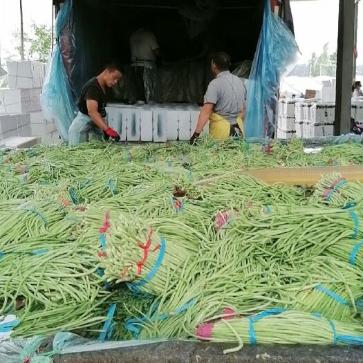 莘县长豇豆  精品长豆角