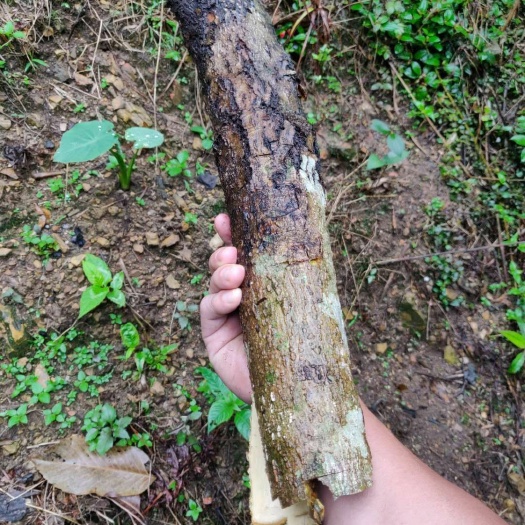 贺州 大量20年以上的厚朴，需要的可以联系我