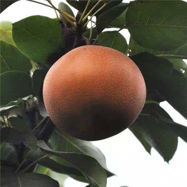 黄金梨苗  早熟梨新品种翠玉梨 嫁接梨苗 黄金梨树苗当年结