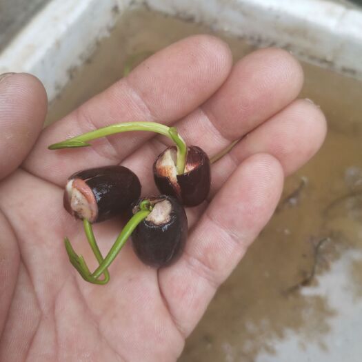 安新县红花莲藕苗 荷花种子     荷花苗      盆栽荷花苗