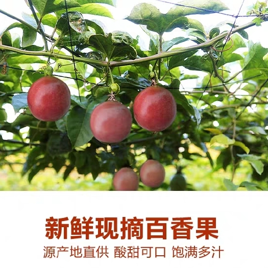 灵山县 广西百香果5斤特级大果新鲜水果紫皮百果香果酱白香果10一级