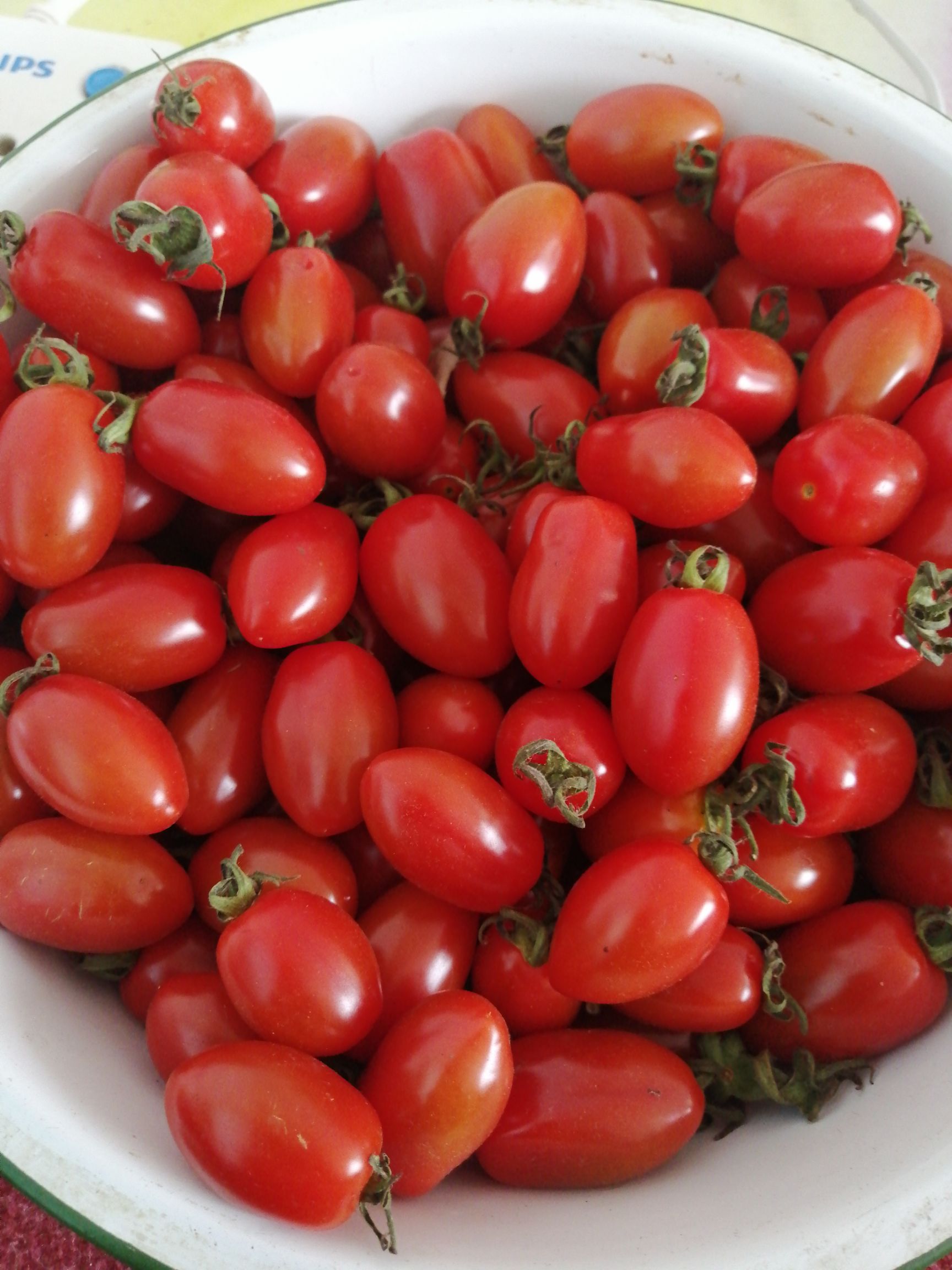 东港市 自家的409小柿子，甜的叫你们难以忘怀。一手货源！
