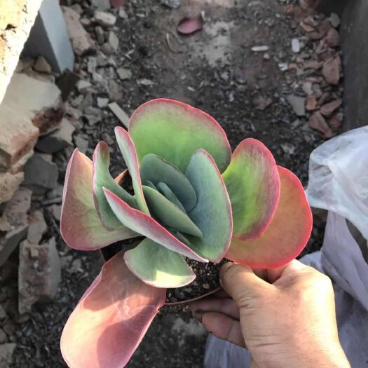 漳州多肉植物唐印 唐印