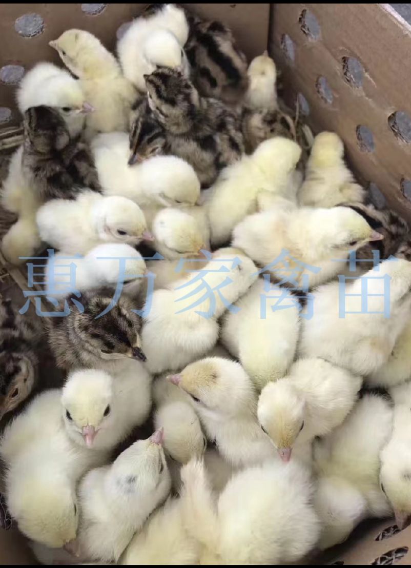 七彩山鸡苗 山鸡苗 运输包-活