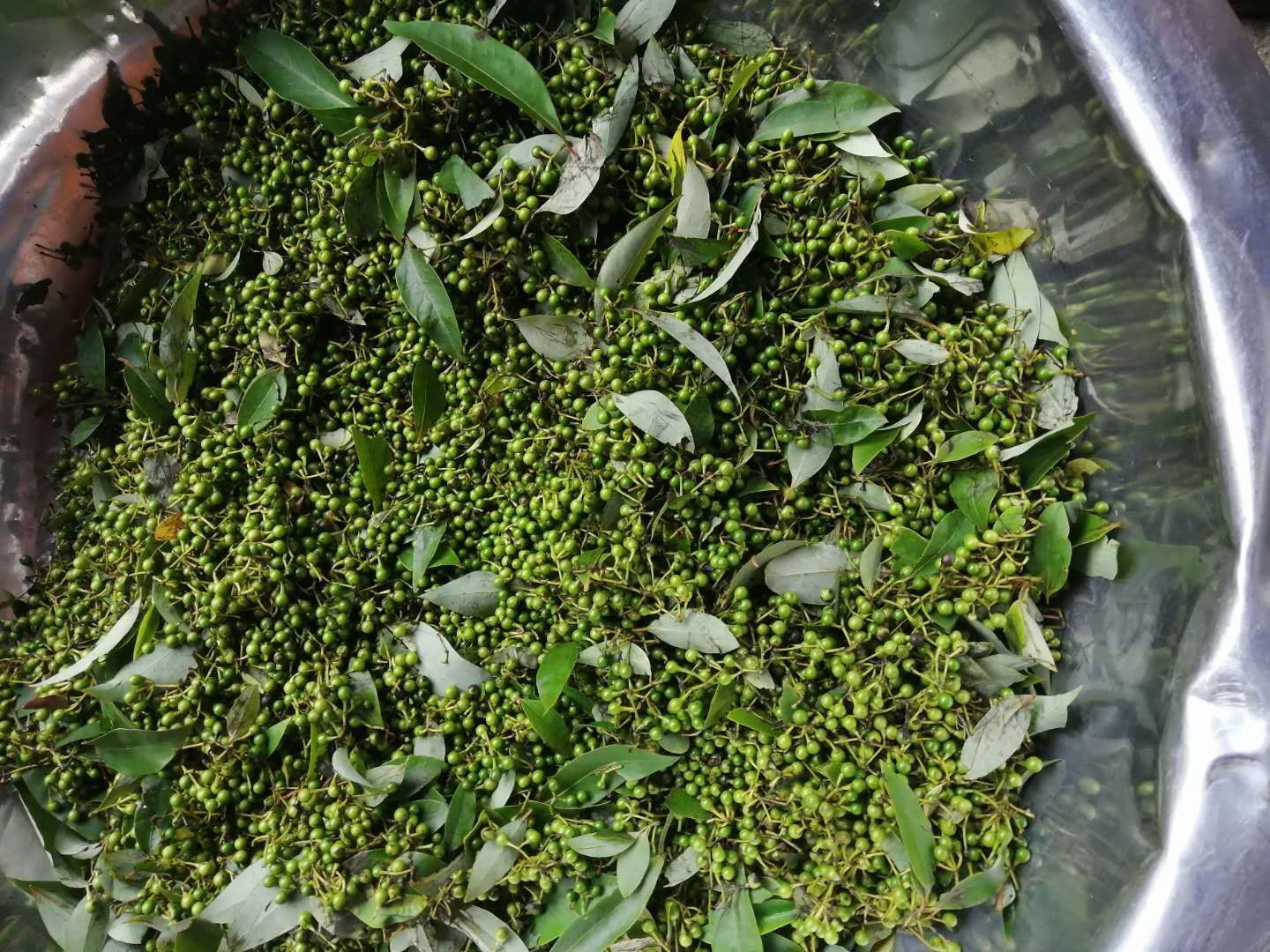 山胡椒 山里的木姜子，改口味，调味品……懂得的快联系