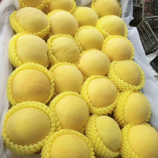 砀山县黄金黄桃  黄金密桃大量上市，4两以上，色泽好价格低，糖度高。