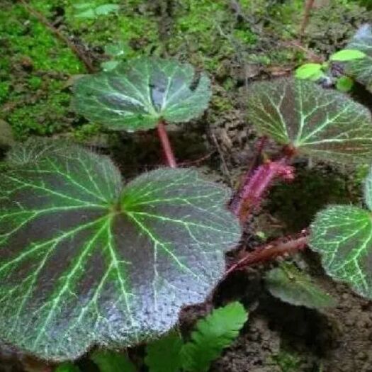 盘州市虎耳草