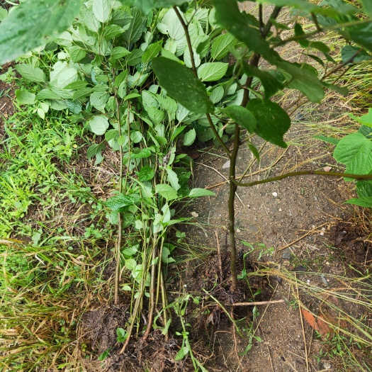 商城县拐枣苗万寿果苗金钩子苗鸡爪梨苗
