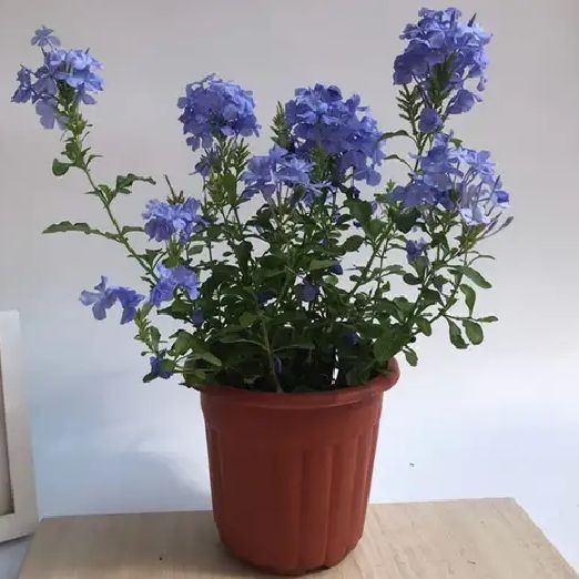 宿迁 蓝雪花苗四季开花盆栽耐热阳台庭院爬藤攀援垂吊花卉