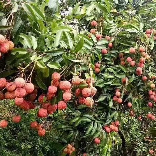 广州 荔枝之乡，增城荔枝，自产自销