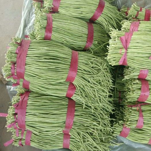 邯郸 长豆角大量上市有需要的老板请与我联系