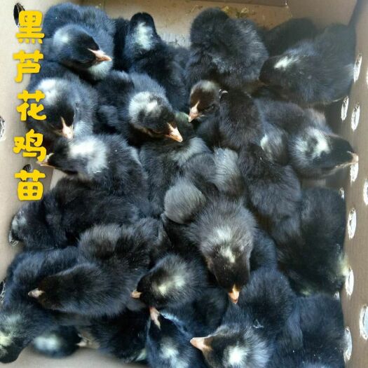 广州 芦花鸡苗包路损包疫苗