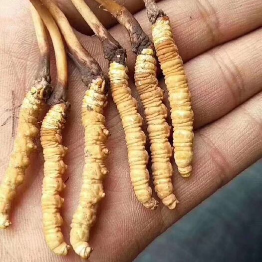 金川县 虫草大量现货，鲜草，干草均有