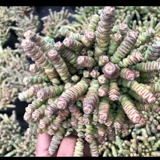 昆明钱串多肉 钱串140杯