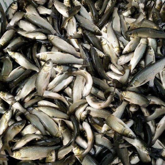 重庆市草鱼苗 广草 鱼场常年出售各种规格名优淡水鱼苗量大从优