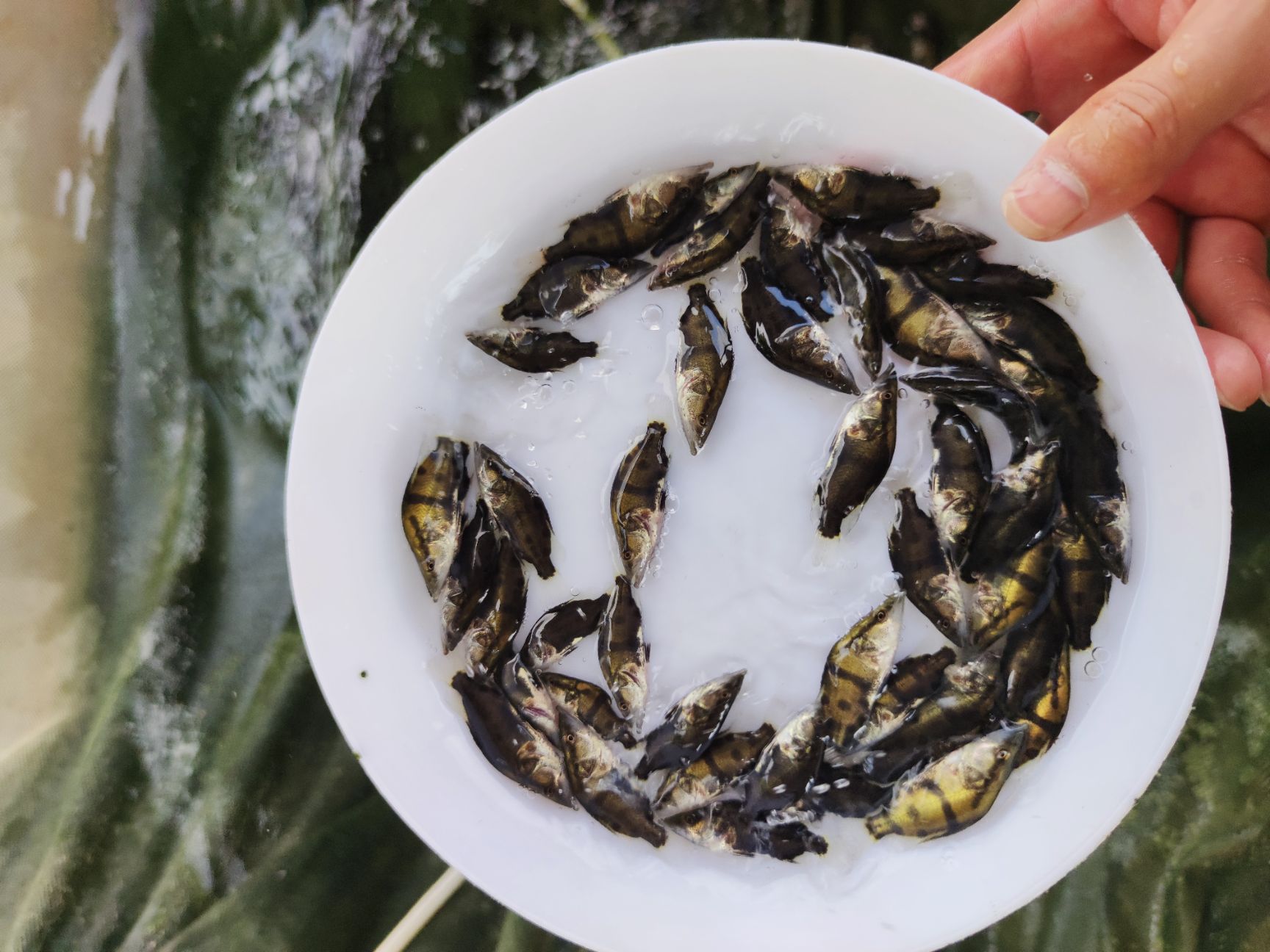 鳜鱼苗桂鱼苗翘嘴鱼桂鱼苗 麦鲮饵料产地直销 包邮发货