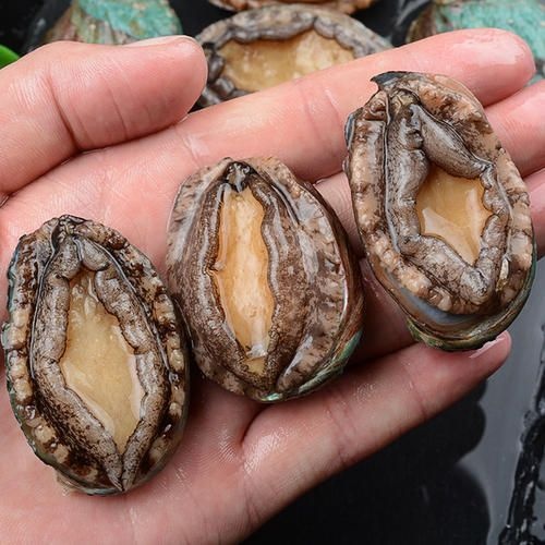东山县 鲍鱼1个1元