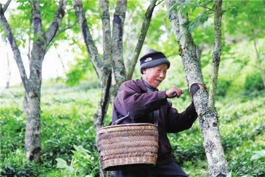 咸丰县生漆
