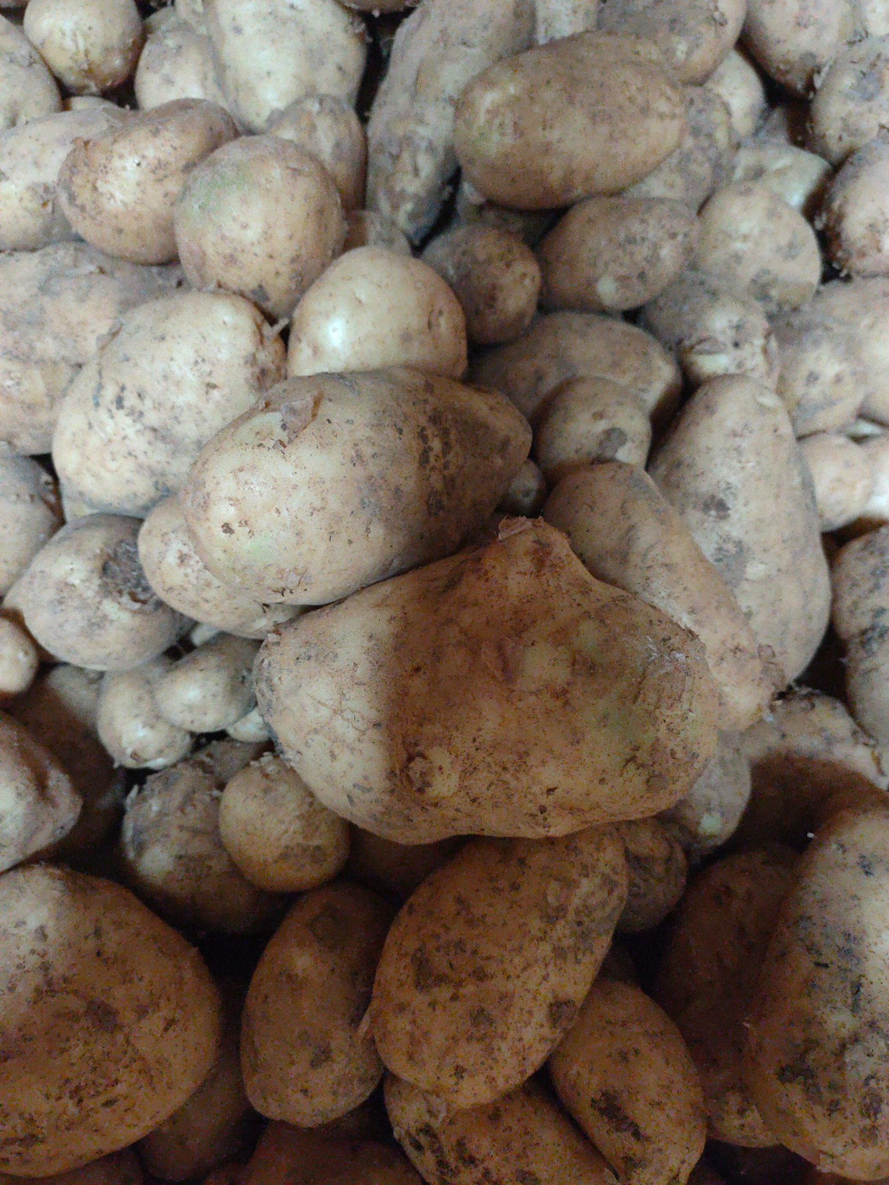  高山农村绿色。无污染种植的土豆。