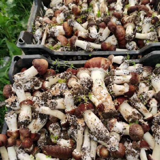 织金县赤松茸 无污染 绿色食品