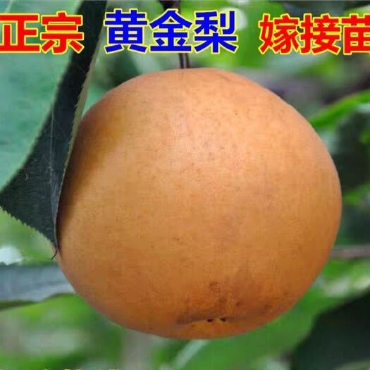 平邑县黄金梨苗  早熟梨新品种翠玉梨 嫁接梨苗 黄金梨树苗当年结