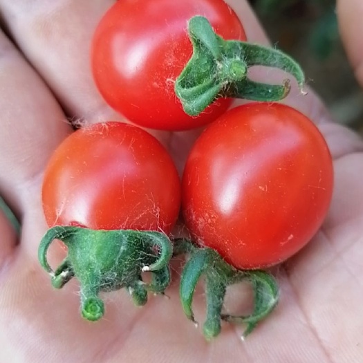 莘县串番茄  精品圣女果