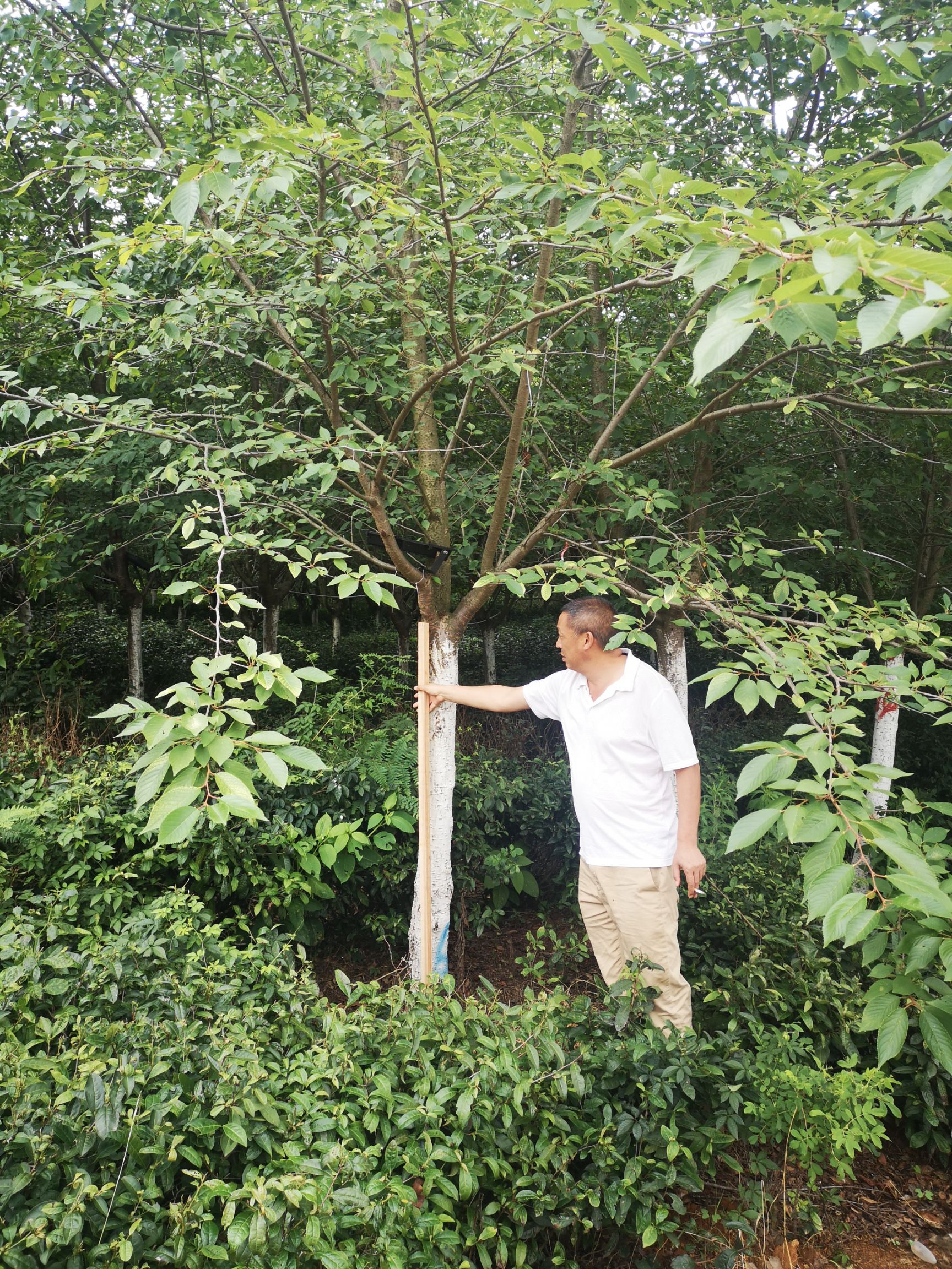 染井吉樱 5米以上 14~16公分