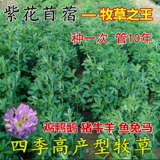 嘉祥县紫花苜蓿种子  豆科类牧草富含蛋白质营养价值比较高，且口感好，被誉为牧草之王