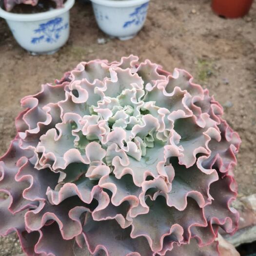 漳州 高沙之翁