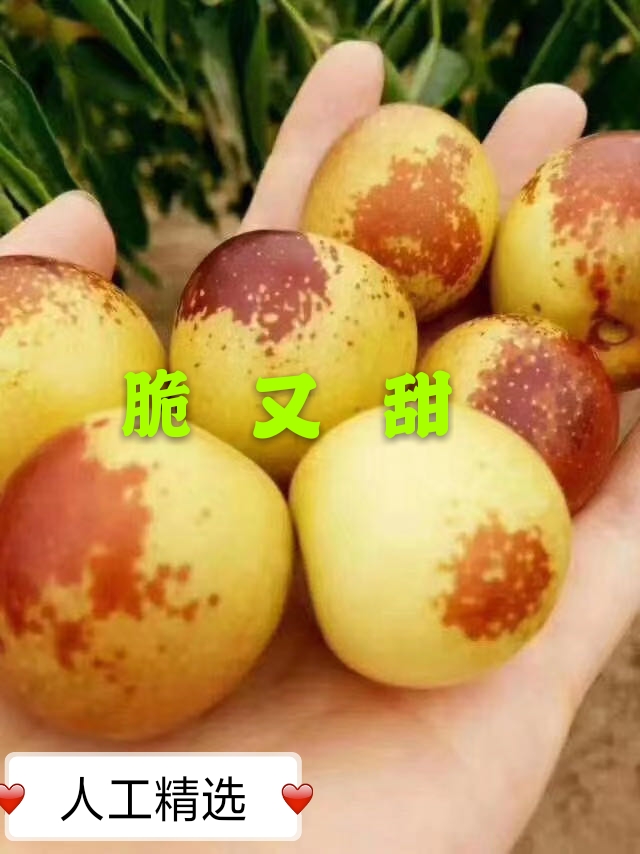 大棚冬枣基地现摘现发3斤5斤装一件代发快递包邮