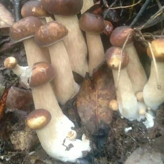 临沧 牛肝菌