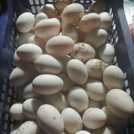 涡阳县 自家散养的老鸭蛋