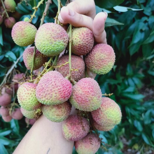 灵山县妃子笑荔枝 妃子笑，本人大量供应妃子笑