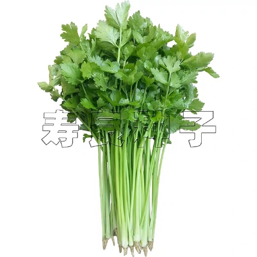 寿光市西芹种子  芹菜种籽胜利1114大西芹绿香脆嫩意大利农家盆栽四季蔬菜