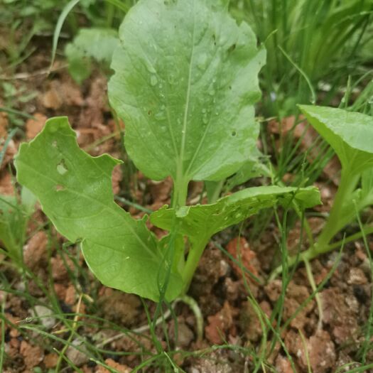 宁乡市 小白菜