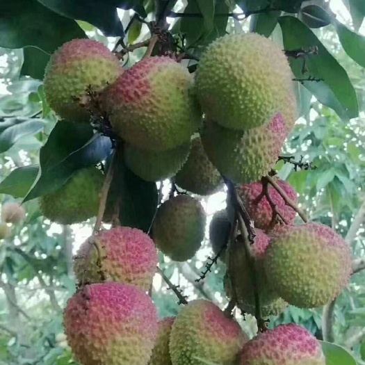 灵山县妃子笑荔枝  荔枝妃子笑