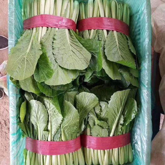 邯郸上海青  精品小白菜
