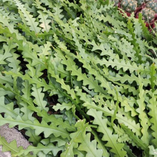 漳州多肉植物鱼骨 鱼骨