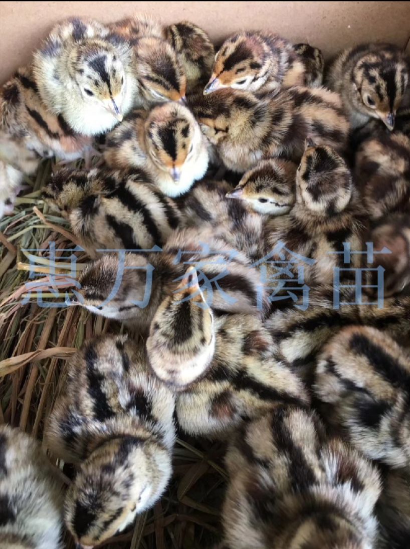 七彩山鸡苗 山鸡苗 运输包-活