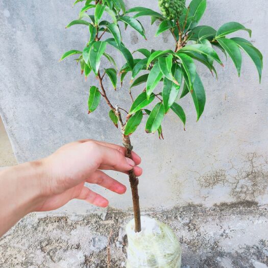 灵山县 灵山县那隆镇骆文光苗木种植场:  仙进奉荔枝苗，无核荔枝苗